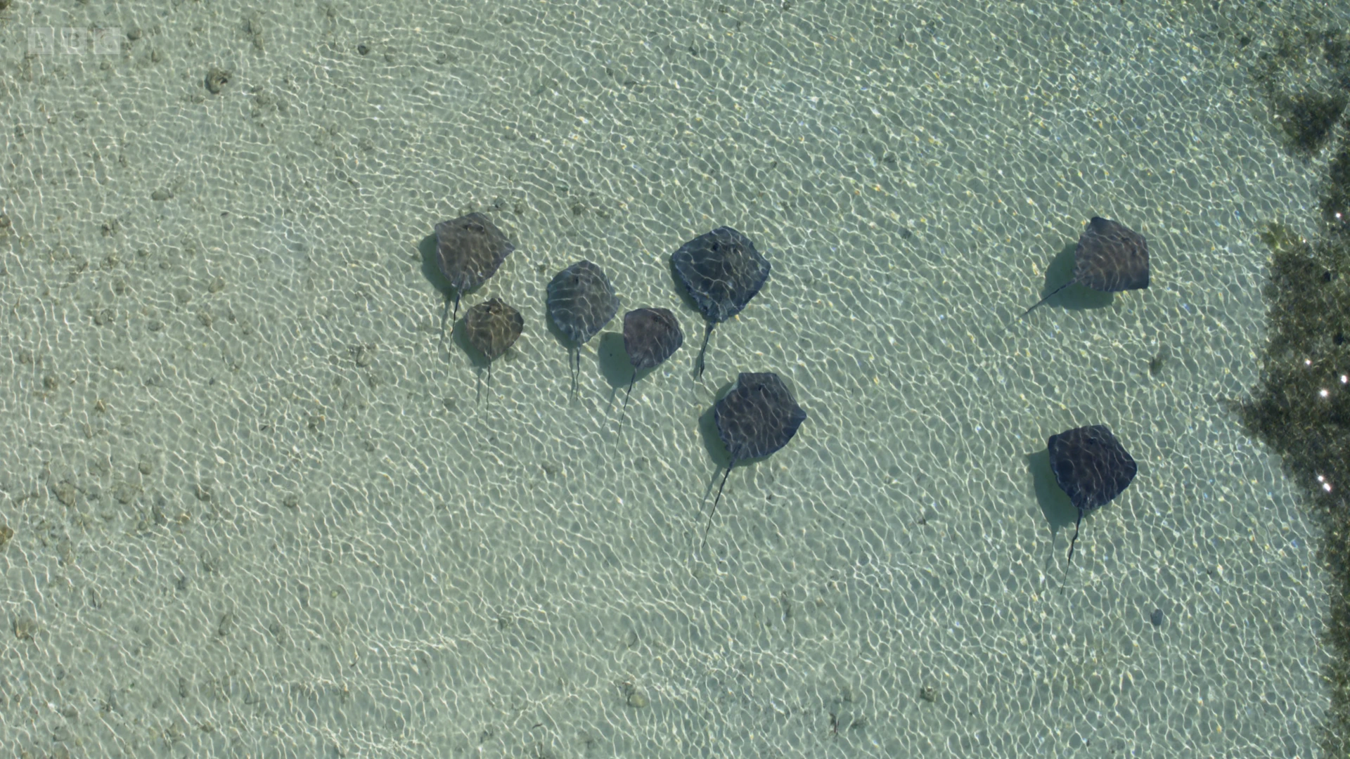 Southern stingray (Hypanus americanus) as shown in A Perfect Planet - Oceans